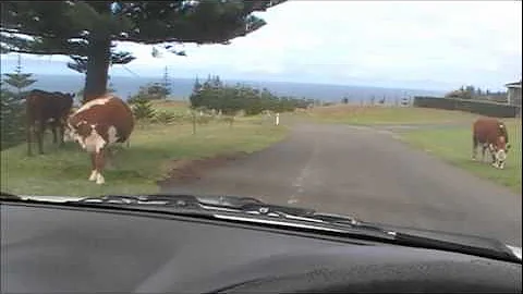 Boyd Duncan NORFOLK ISLAND COWS