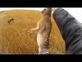 Охота на зайца в сырую погоду - Ищите в траве / Hare hunting in the sloppy weather