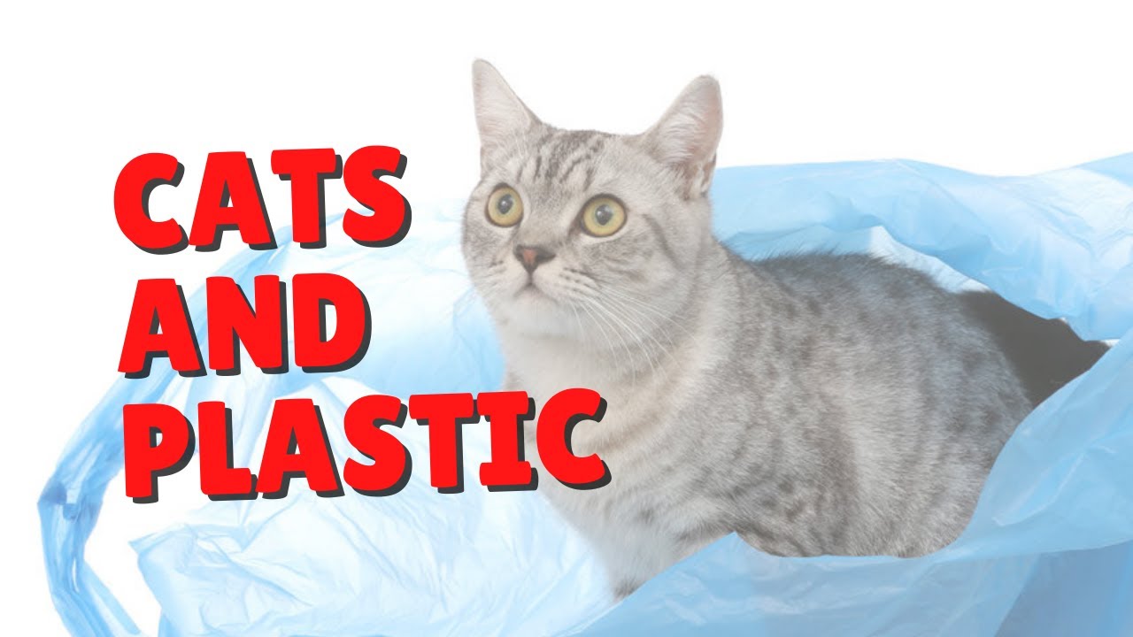 Why Cats Love Plastic Two Crazy Cat Ladies Shorts YouTube