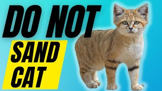 7 Reasons You SHOULD NOT Get A Sand Cat