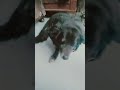 #funny#fun#2026 #update #dog #comedy#explore#trending#vlog#public#entertainment#follow#followback