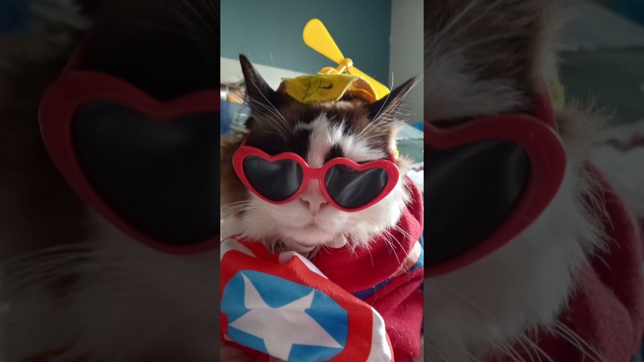 #cat #ragdollparcore #animallovers #catlovers