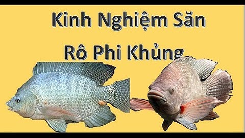Kinh Nghiệm Săn Rô Phi Khủng. Rô Phi Củ l Câu Cá TV