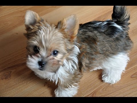 9 week old yorkie