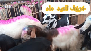 بهجت و فرحه عندنا و اسعار الخرفان عيد سعيد