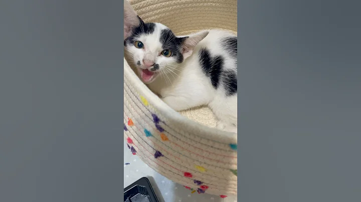 Video 11473611: meow cute white cat, cat funny meow cute, tiny meows