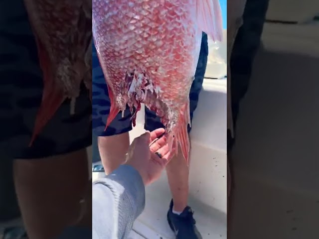 GIANT Fish attacks our GIANT FISH 🤯 #Short #Fishing #Insane