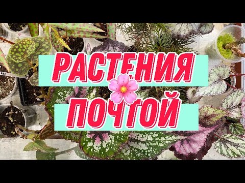 Видео: Использование каталогов для заказа по почте - Как расшифровать каталоги растений