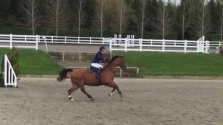 90cm Derby