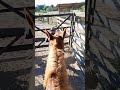 Vlogs meu dia a dia Moisés Grosso Mato Terra Nova 🐴🐴🐴🐴🐴🤠🤠