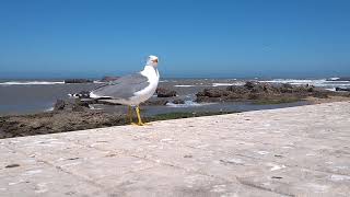 Travel | MOROCCO | #Essaouira: Seagulls by the Skala Fishing Port -   March 2019