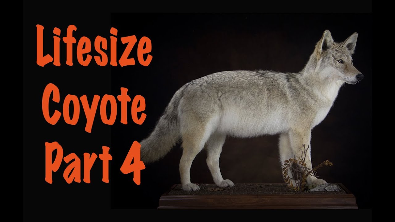 Coyote Taxidermy, Part 4 of 4, finishing the mount YouTube