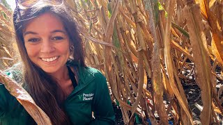 Finding Out How Emergence at Planting Affected Harvest!