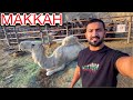 Bakra Mandi in MAKKAH 🐪 🐏 🐄 Price of Goat, Camel & Cow Mandi | Eid al Adha in Makkah Saudi Arabia