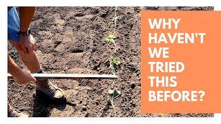 A NEW WAY TO PLANT SWEET POTATOES -- WILL IT WORK?!