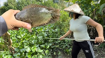 Tập 529 - Câu Cá Rô Đồng, Chạm Mặt Rô Khủng Trong Kênh Trạm Bơm Nước Lên Ruộng
