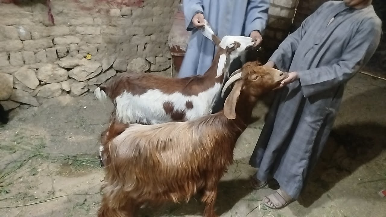 صفقة ماعز والدين ثلاث وعشر مزرعة ببلاش (٠١١٥٧٧٩٠٦٠١)#عروض_بيع_الماعز 