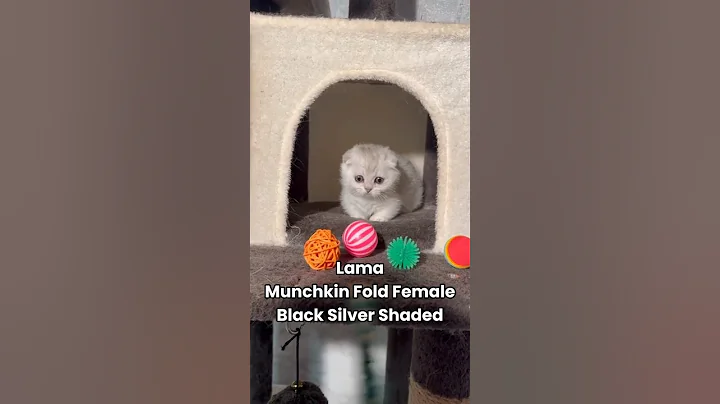 Watch the video about Lama. Munchkin Fold Female. Black Slilver Shaded. #shorts #viral #kitten #cutecat #cat #kitty