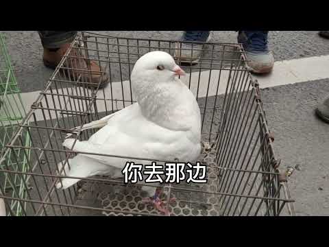 集市“元宝”鸽最受欢迎，幼崽150一只，河南大哥豪爽拿下