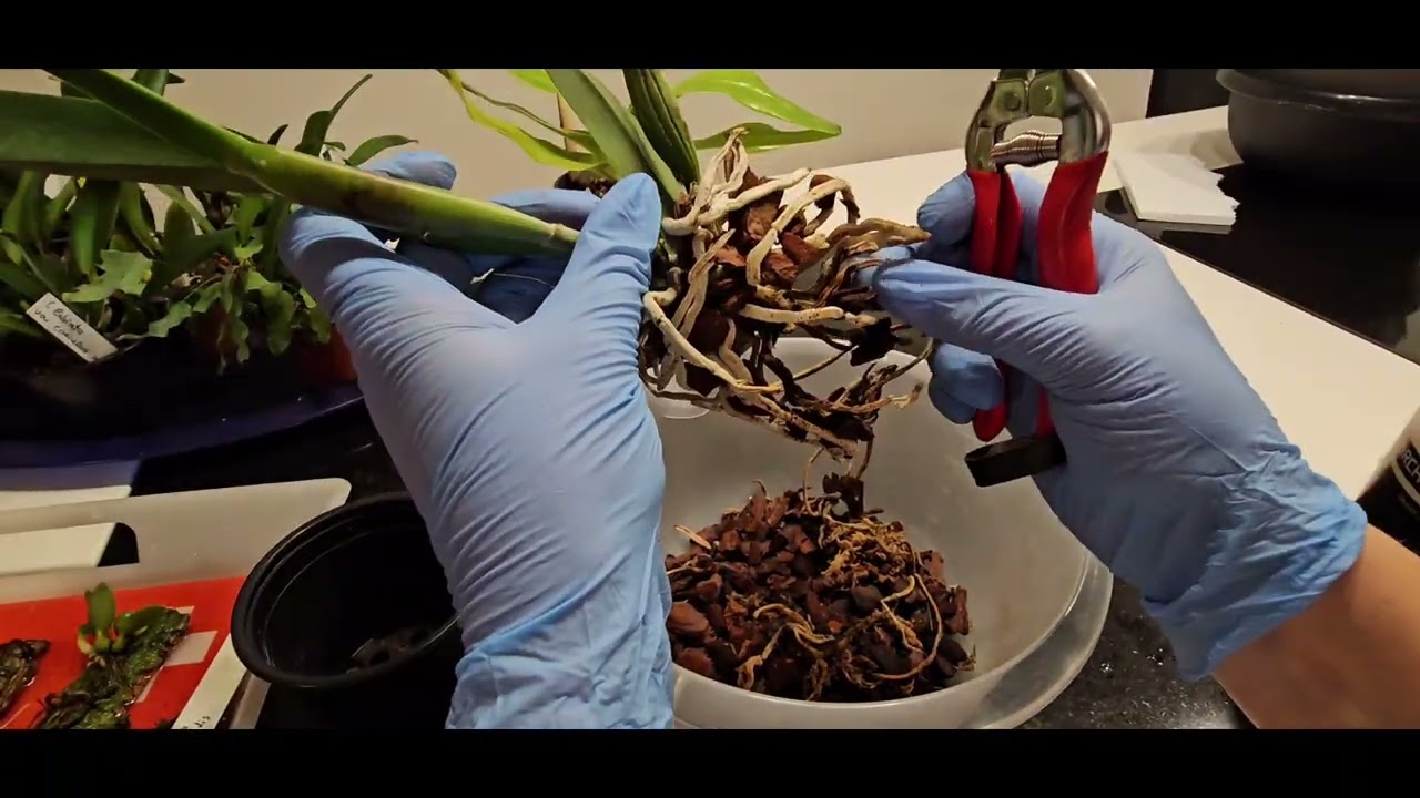 Обработка  ново прошедших Орхидей от Щитовки 