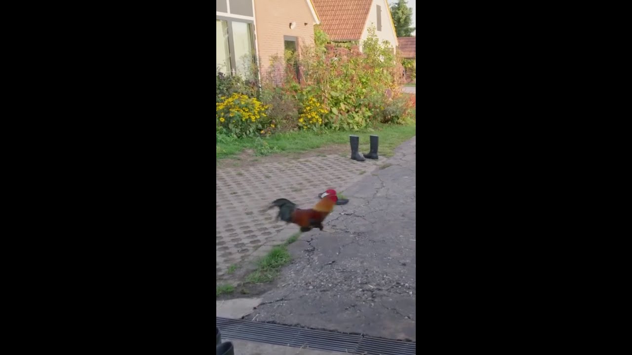 Leslie wordt aangevallen door een haan 🏃‍♀️🐓💨 #HakkenOverDeSloot