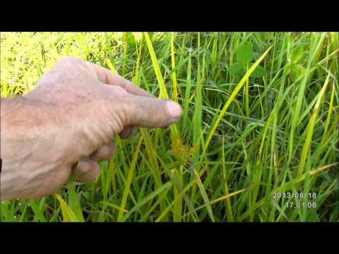 Video: Chufa - Earthen Almonds