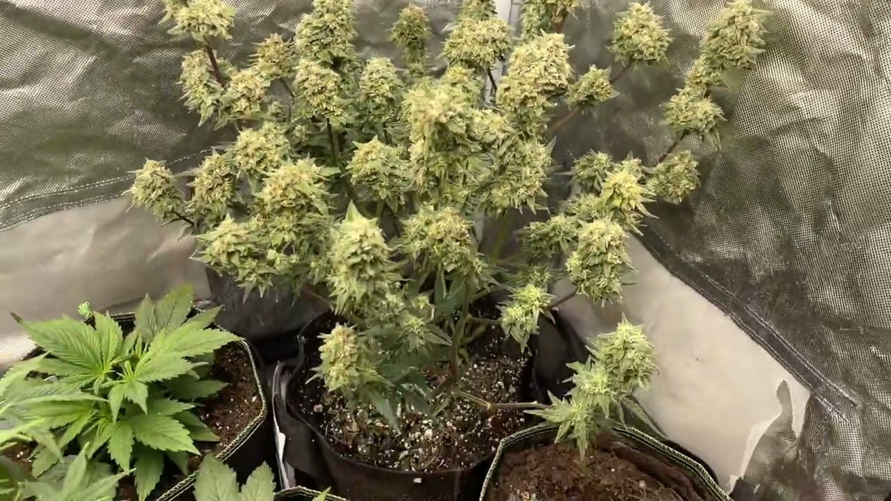 420 fast buds grow guava (15% off code from 420 fast buds : ROOSTER