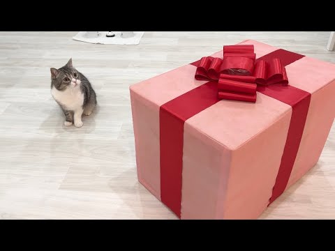 愛猫に最高の誕生日プレゼントをあげたらまさかのこうなりました笑