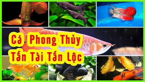 10 Loại CÁ CẢNH PHONG THỦY Tấn Tài Tấn Lộc Tiền Ùa Về Như Nước Cho Gia Chủ