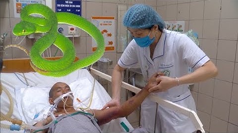 Đang hái rau, người đàn ông bị rắn lục đuôi đỏ cắn ng u y k ị ch