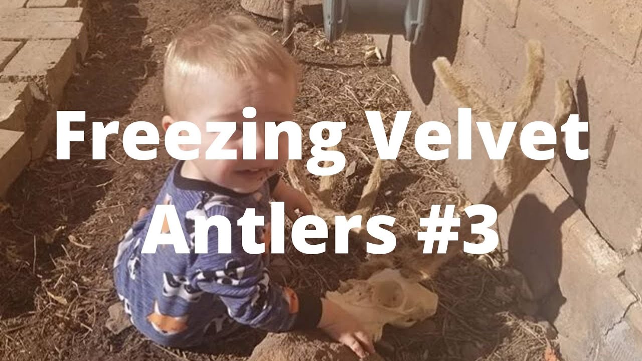 Freezing Velvet Antlers 3 YouTube