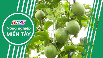 Thúc đẩy xuất khẩu chanh leo vào thị trường Mỹ | Nông nghiệp Miền Tây