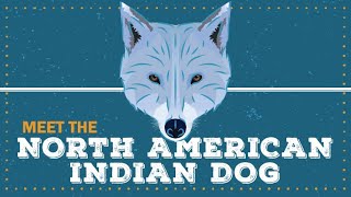North American Indian Dog | CKC Breed Facts & Profile by Continental Kennel Club, Inc. 5,395 views 1 year ago 4 minutes, 24 seconds
