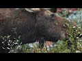 Wolf and moose in the fall narrated