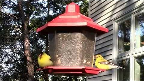 Audio Visual Catnip June 2015