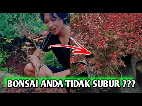 Video: Maple Jepang adalah dekorasi yang indah di rumah