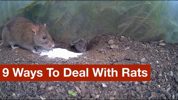 How to get rid of mice and rats in the house