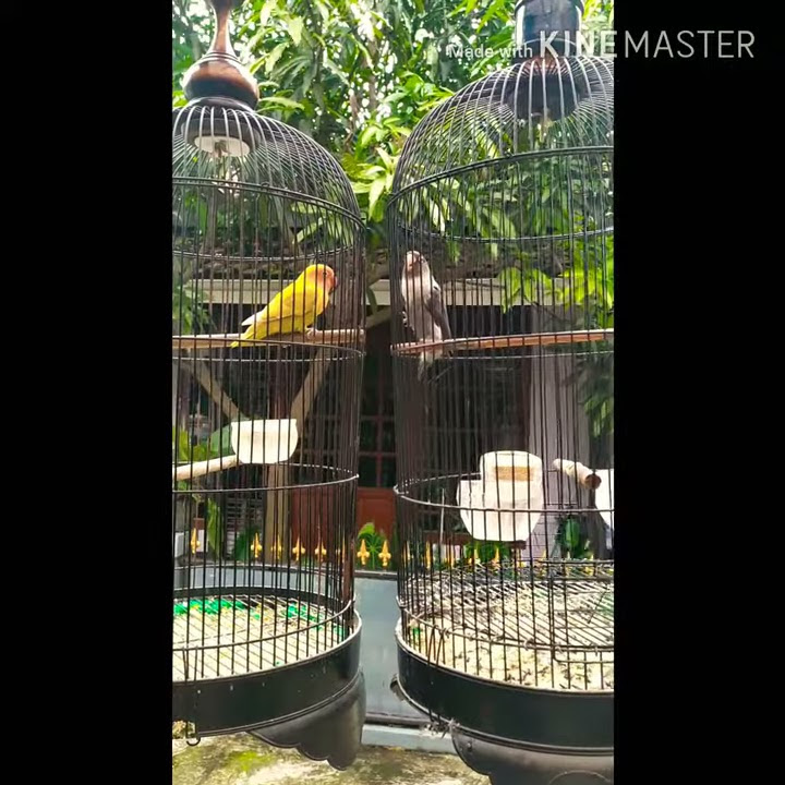 LOVE BIRD BATMAN FIGHTER ABIS