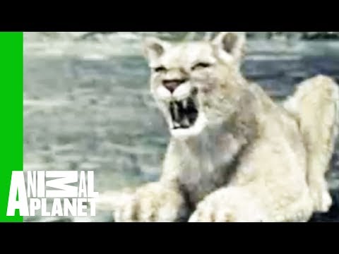 Animal Face-Off: Wolf vs. Cougar