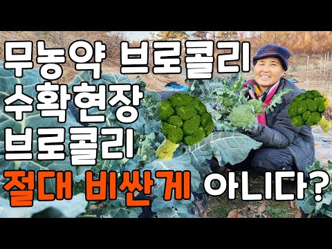 막걸리 브로콜리 수확현장, 절대 비싼게 아니다!? - broccoli