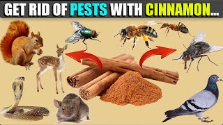 How To Get Rid Of Pests With Cinnamon, Bees Gnats Mice Ants Flies Pigeons Squirrels || Easy recipes