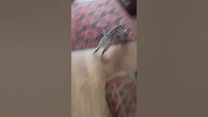 Video 11271871: bengal tiger cat, snow white bengal tiger, white silver bengal cat, spotted bengal cat