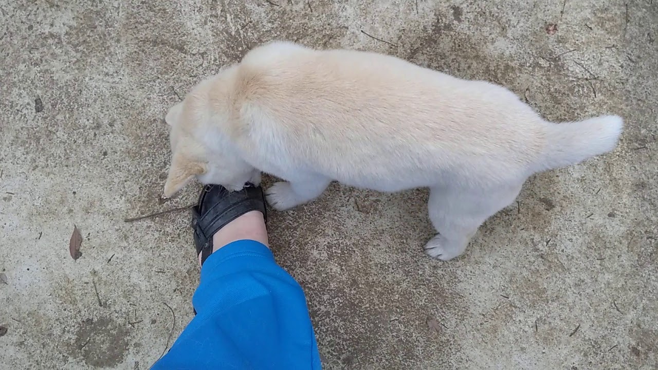 Japanese midget Shiba to chew toes 噛みつき子犬！？指を噛みまくる柴犬子犬