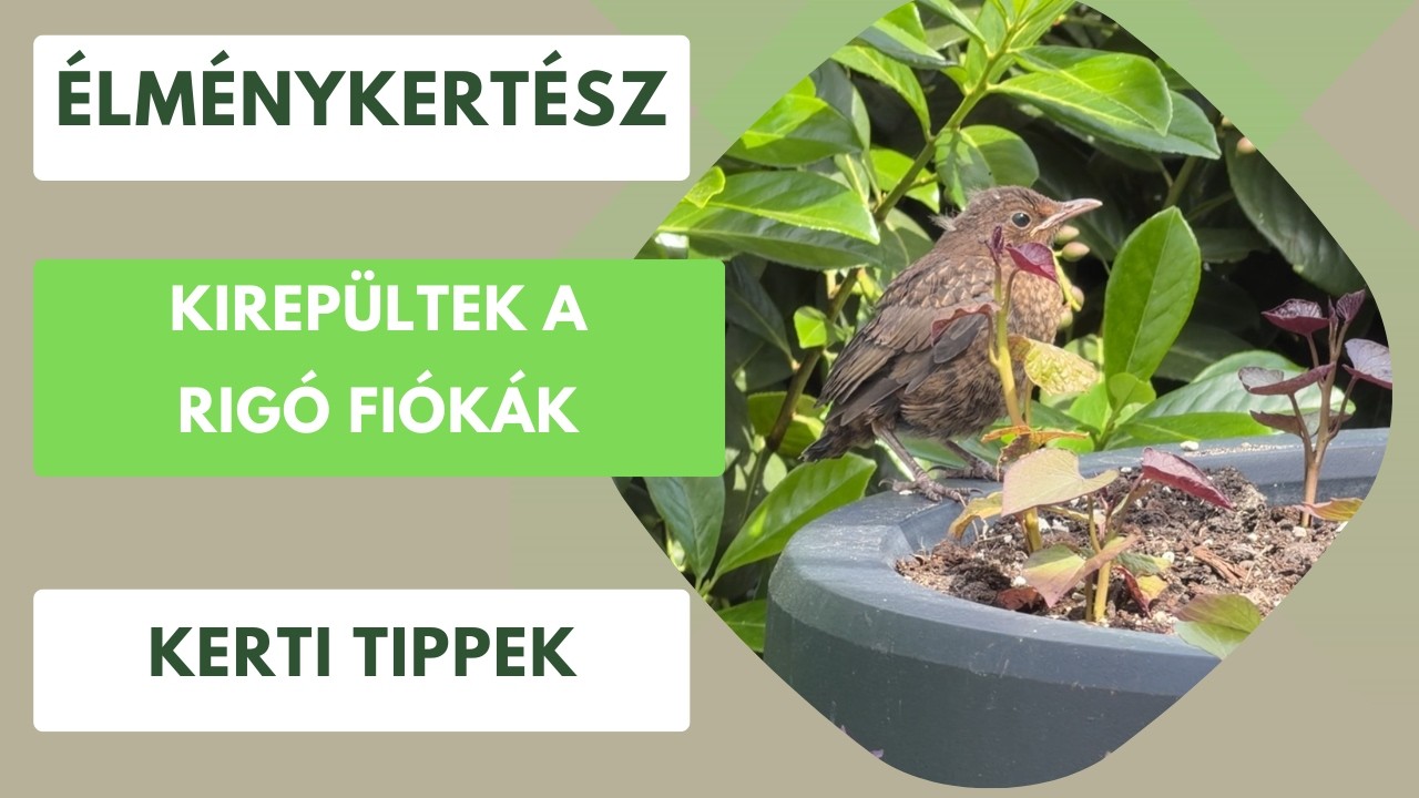 Kirepültek a rigó fiókák a fészekből, kinyitott az óvoda!🐦‍⬛
