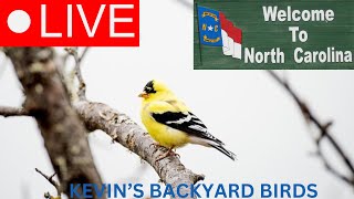 Live Bird Feeder Cam Beautiful Gold Finches