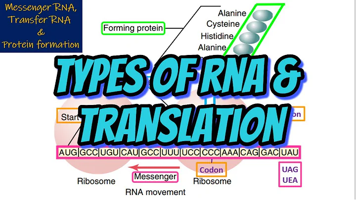 Translation & Types of RNA. Chapter 3 part 2. Guyton and Hall Physiology.