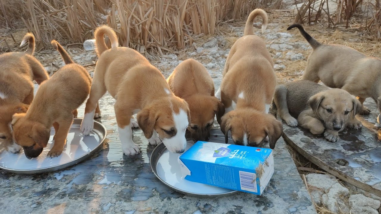 Feeding Abandoned Puppies in Freezing Desert ️🐶 | Exhausted, Starving ...