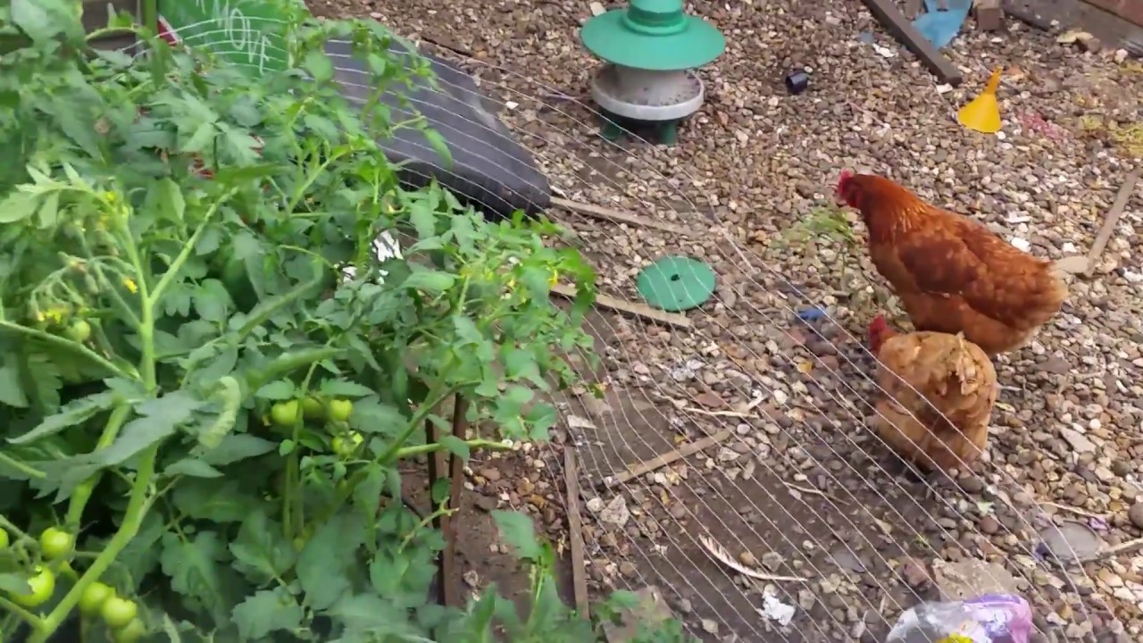 This is how they grew After 2 weeks.