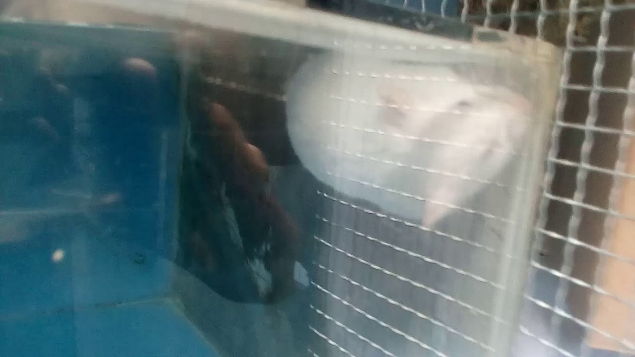 Hamster Syrian melahirkan 8 anak