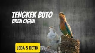 Masteran Bren Cigun Ciblek Gunung Sambung Tengkek Buto Jeda Jernih